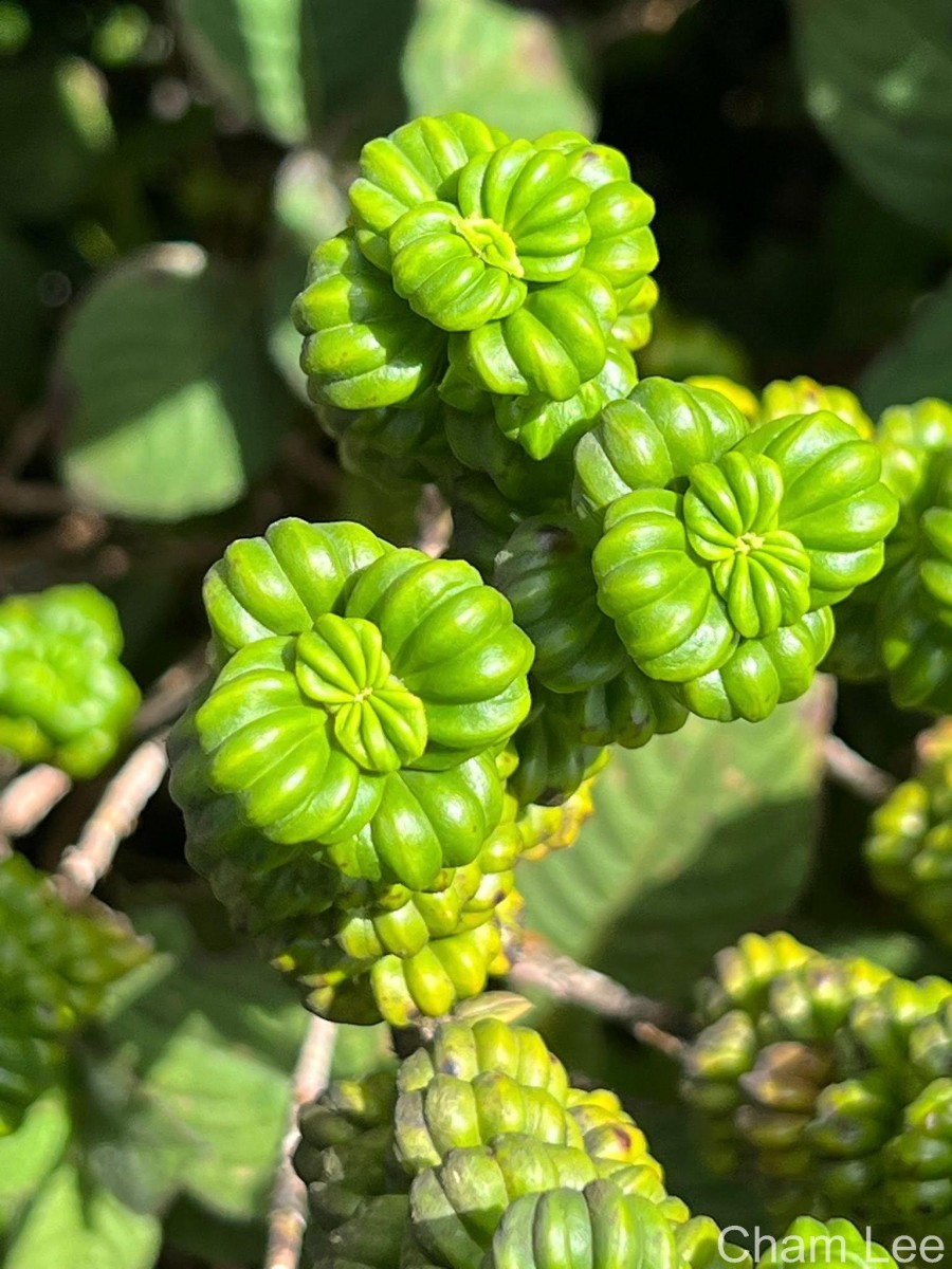 Hedyotis quinquinervia Thwaites